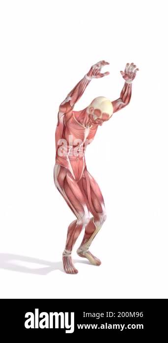 3d animation of anatomical figure of a man jumping twice. In several ...