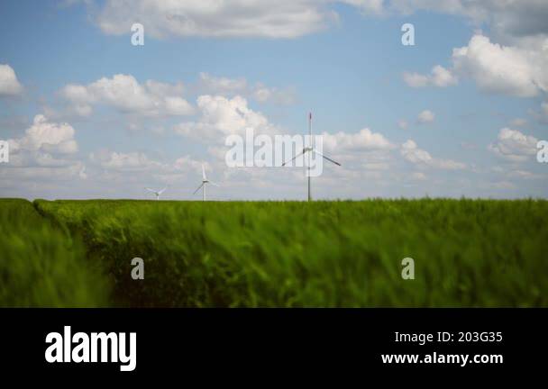 Three wind turbines standing in lush green wheat field with bright blue ...