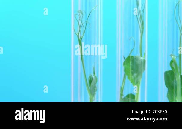 Biotechnology lab. Plant sprout in a test tube. Scientific laboratory ...