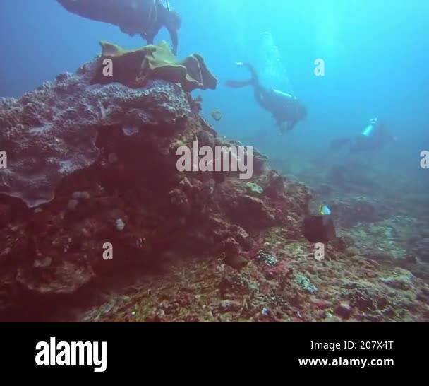 Divers explored vibrant coral reefs in clear blue waters, showcasing ...
