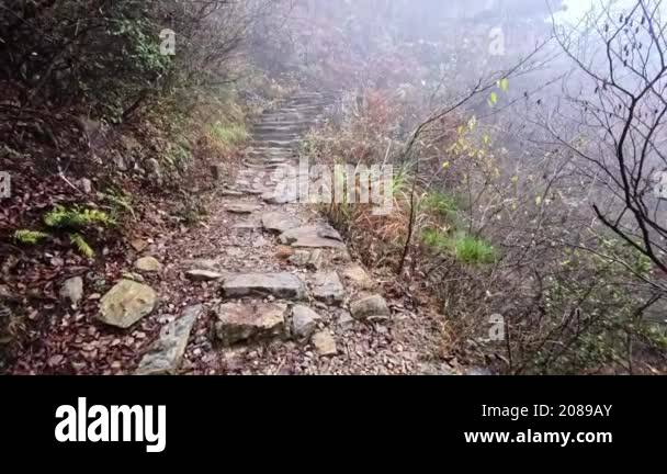 A winding stone path cuts through a misty forest, adorned with greenery ...
