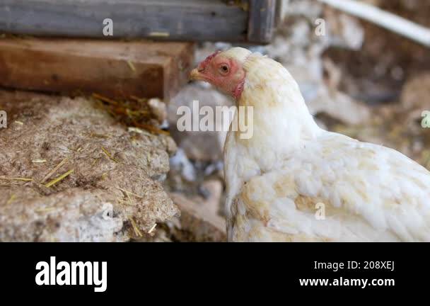 A comprehensive and detailed view of a white chicken actively exploring ...