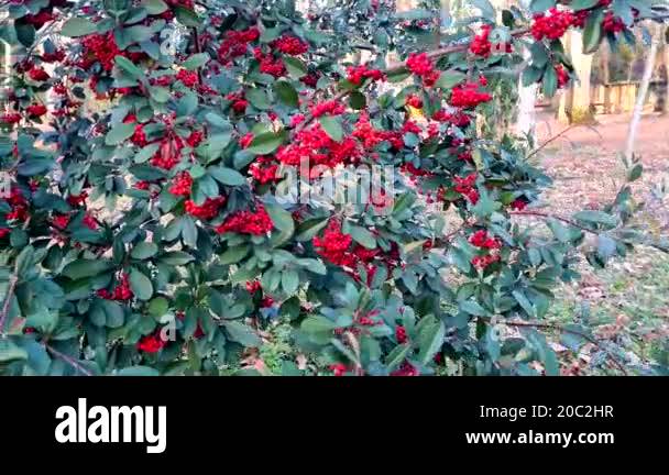 berries of red burnum on a branch in the forest Stock Video Footage - Alamy
