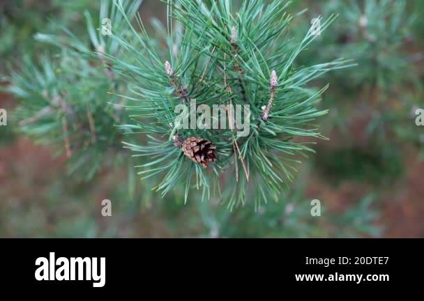 A close-up view of a pine branch with vibrant green needles and a small ...