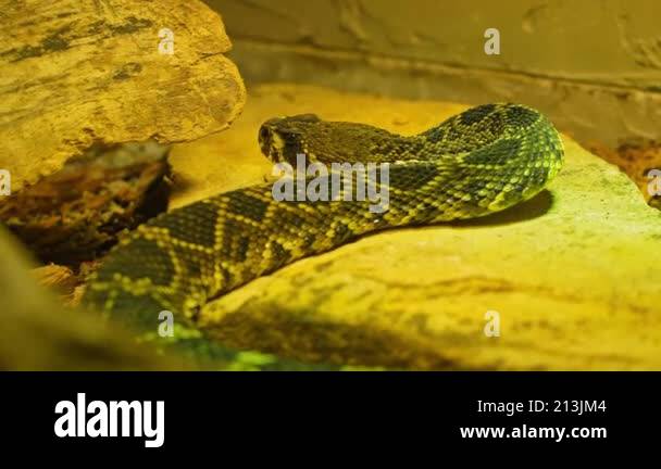 Diamondback rattlesnake slithering extreme macro close up. Venomous and ...