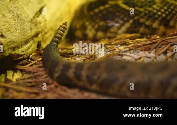 Aggressive Rattling Rattlesnake tale rattle shows while slithering extreme macro close up ...
