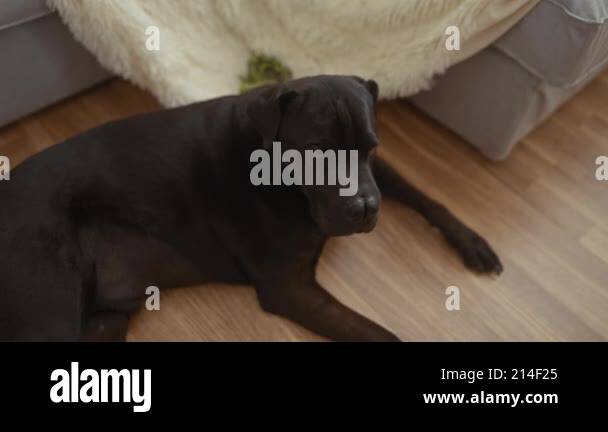 Adult woman relaxing on a sofa with her black labrador dog beside her ...