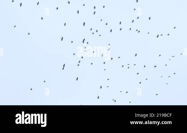 a large flock of birds flies in the sky. a group of crows migrate ...