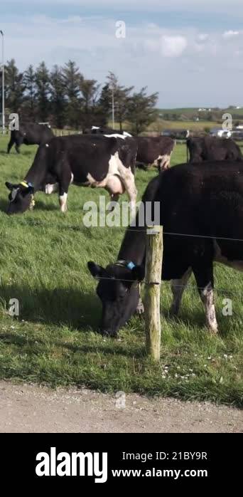 A herd of Holstein Friesian cows peacefully feeds on a grassy field ...