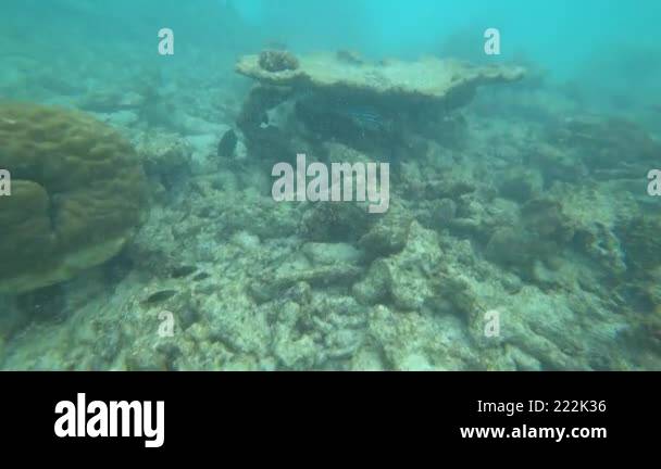 A Living Reef With Different Fish And Corals. In Places, The Fish Are 