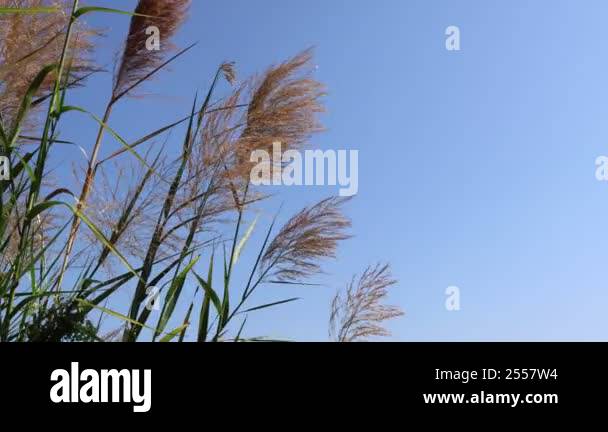 Blowing Reed Background Wind blowing reed on sky background with copy space, next to the hiking ...