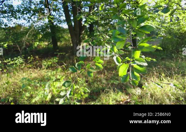 A peaceful scene of green leaves on a branch swaying gently, surrounded ...