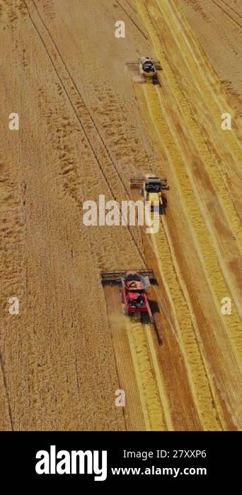 Combine harvester on field. Aerial view of combine harvesters on wheat ...