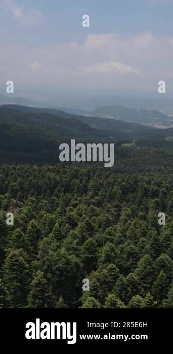 Aerial view of forest drone shot flying over spruce conifer treetops ...