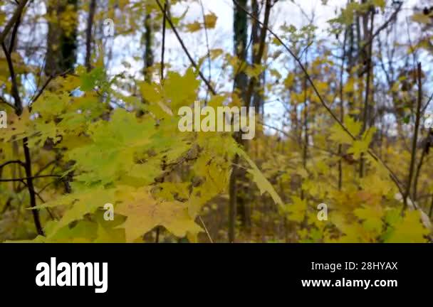 Leaves Ruffling Close up of yellow-green maple leaves. Leaves are illuminated by soft ...