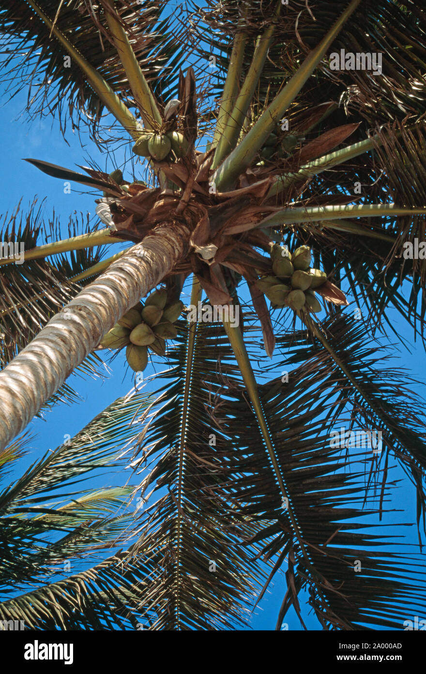 COCONUT PALM  view upwards.  (Cocos nucifera).  Daker, Senegal, West Africa. Stock Photo
