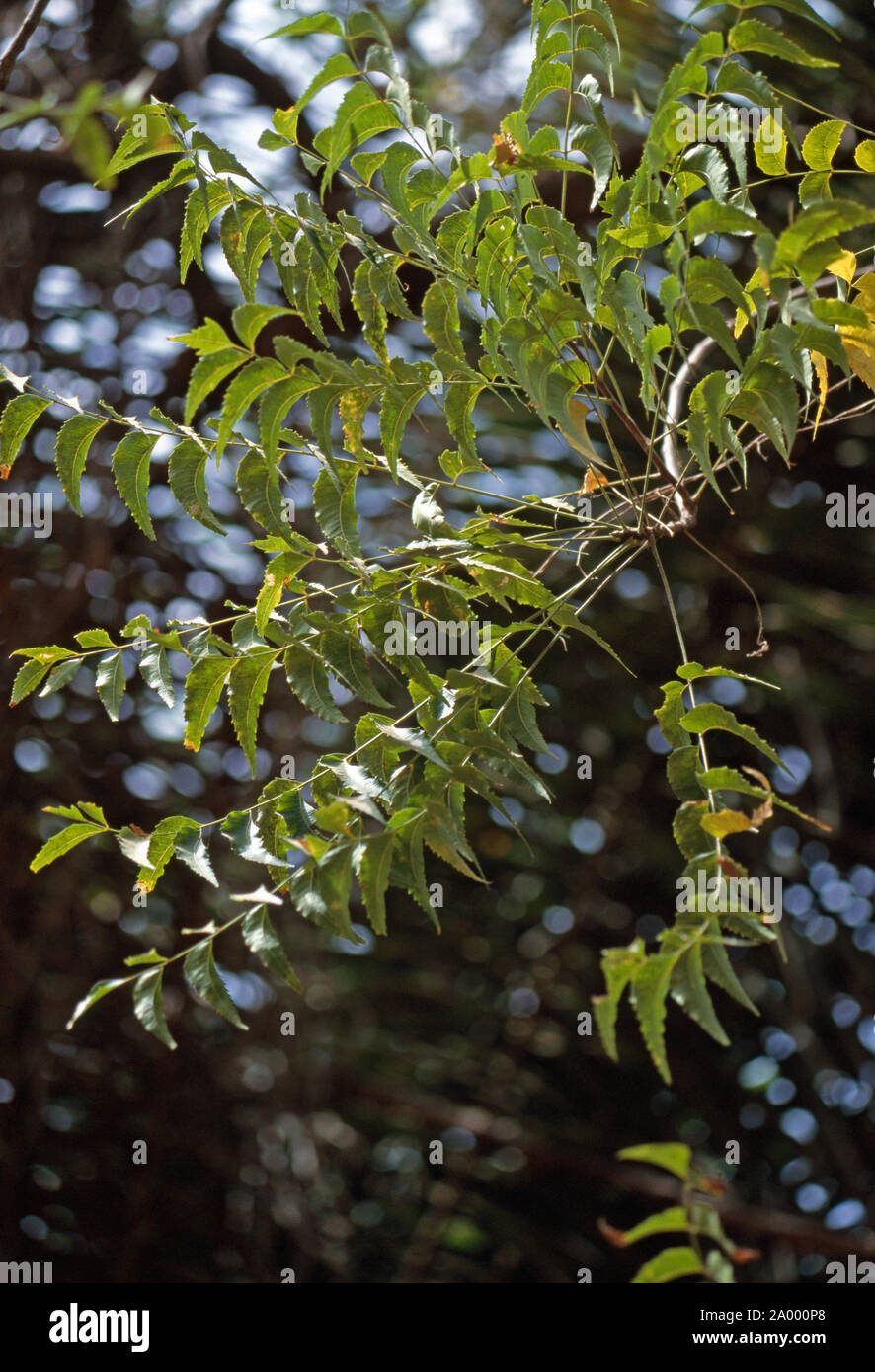 NEEM TREE  (Azadirachta indica). Close-up of foliage on a branch. Stock Photo