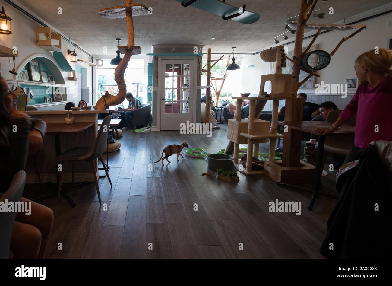 Cafe Felin Ma Langue Aux Chats Feline Cafe Cat Cafe On Rue Saint Paul Quebec Ca Stock Photo Alamy