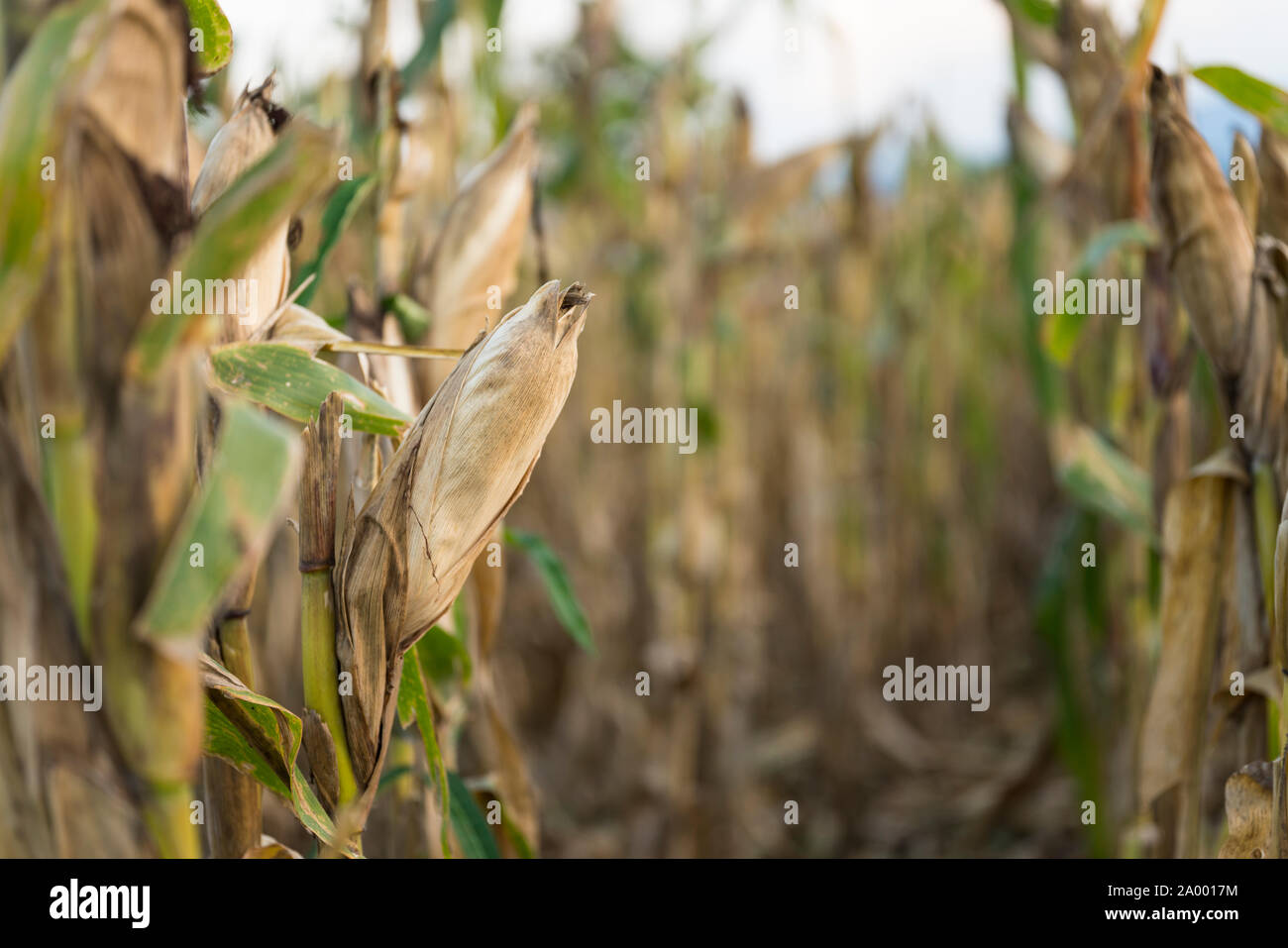 Corn in maize fields awaiting harvest in the dry season. Stock Photo