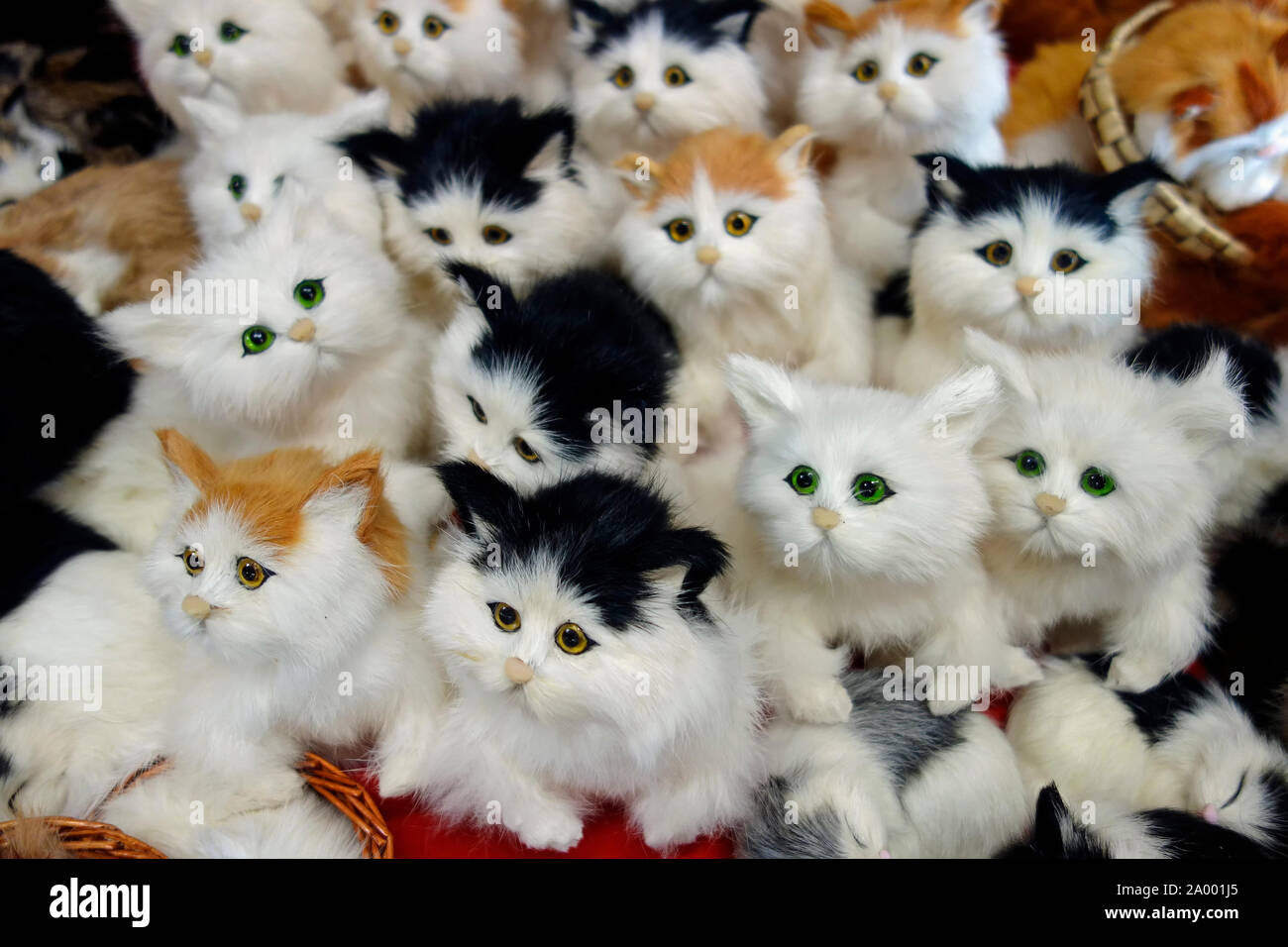toy kittens
