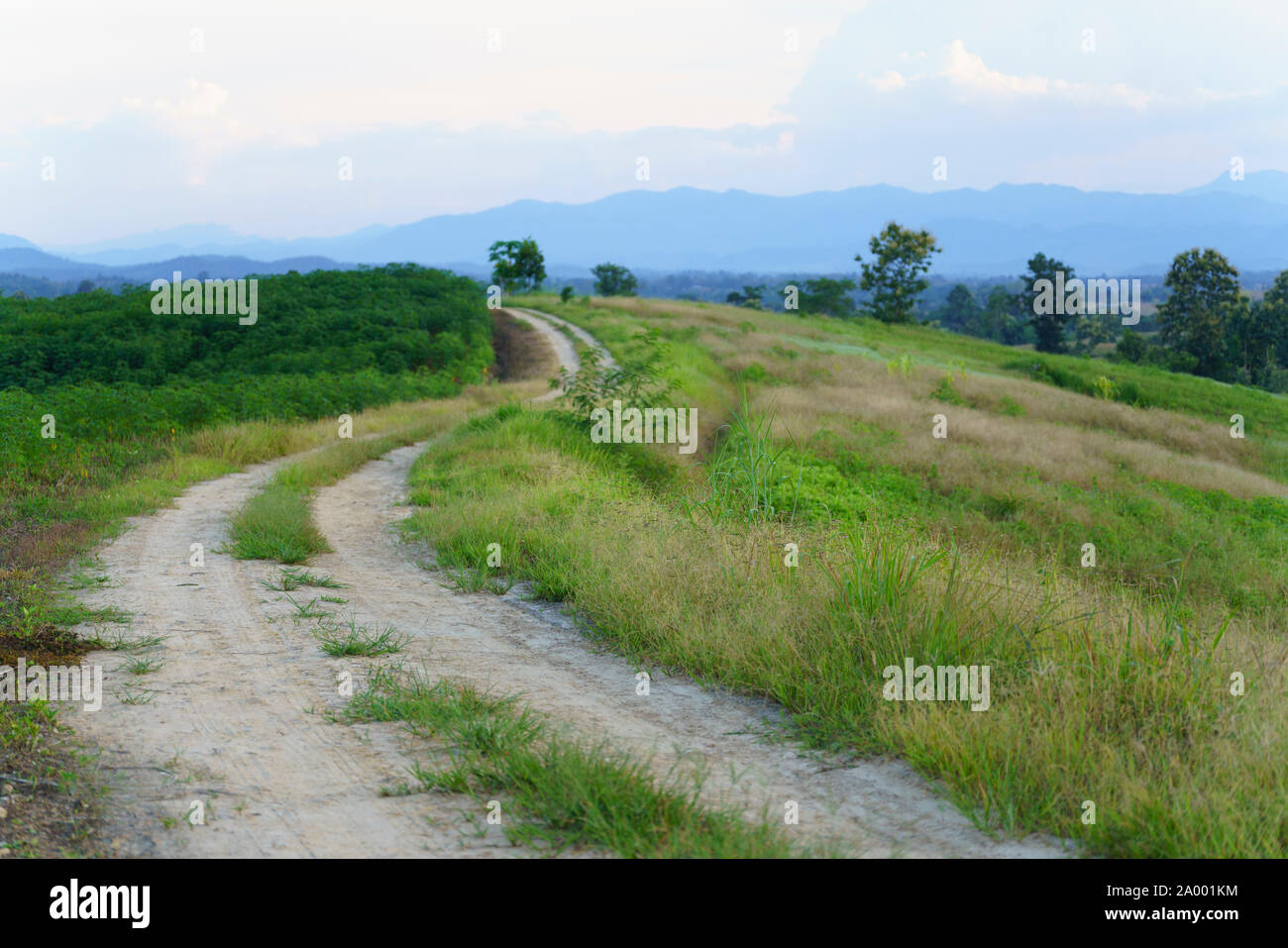 The path on the ridge of a rural corn farmer Stock Photo - Alamy