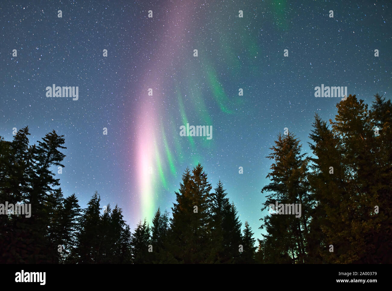 Northern lights (aurora borealis) in Southeast Alaska with spruce and hemlock trees. Stock Photo