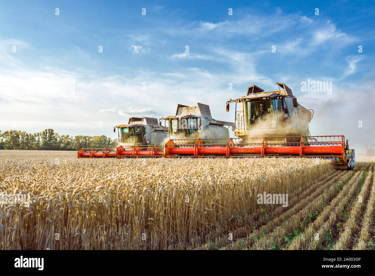Against the backdrop of a sunny summer day and blue sky with clouds. Combine harvester harvesting ripe golden wheat on the field. The image of the Stock Photo