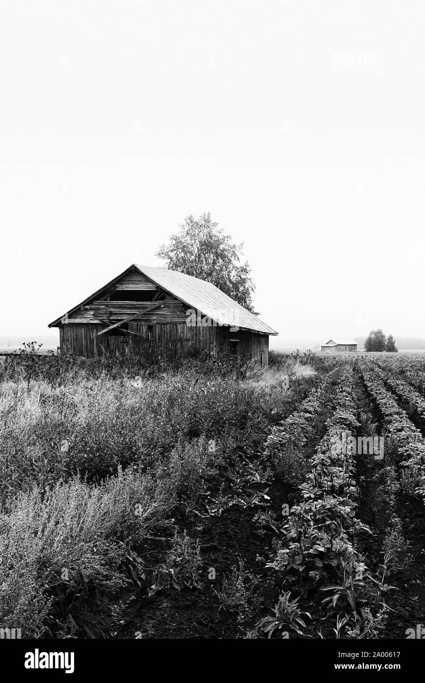 Old barn houses are covered by the fog at the fields of the rural Finland. The autumn mornings can be quite misty in this time of the year. Stock Photo