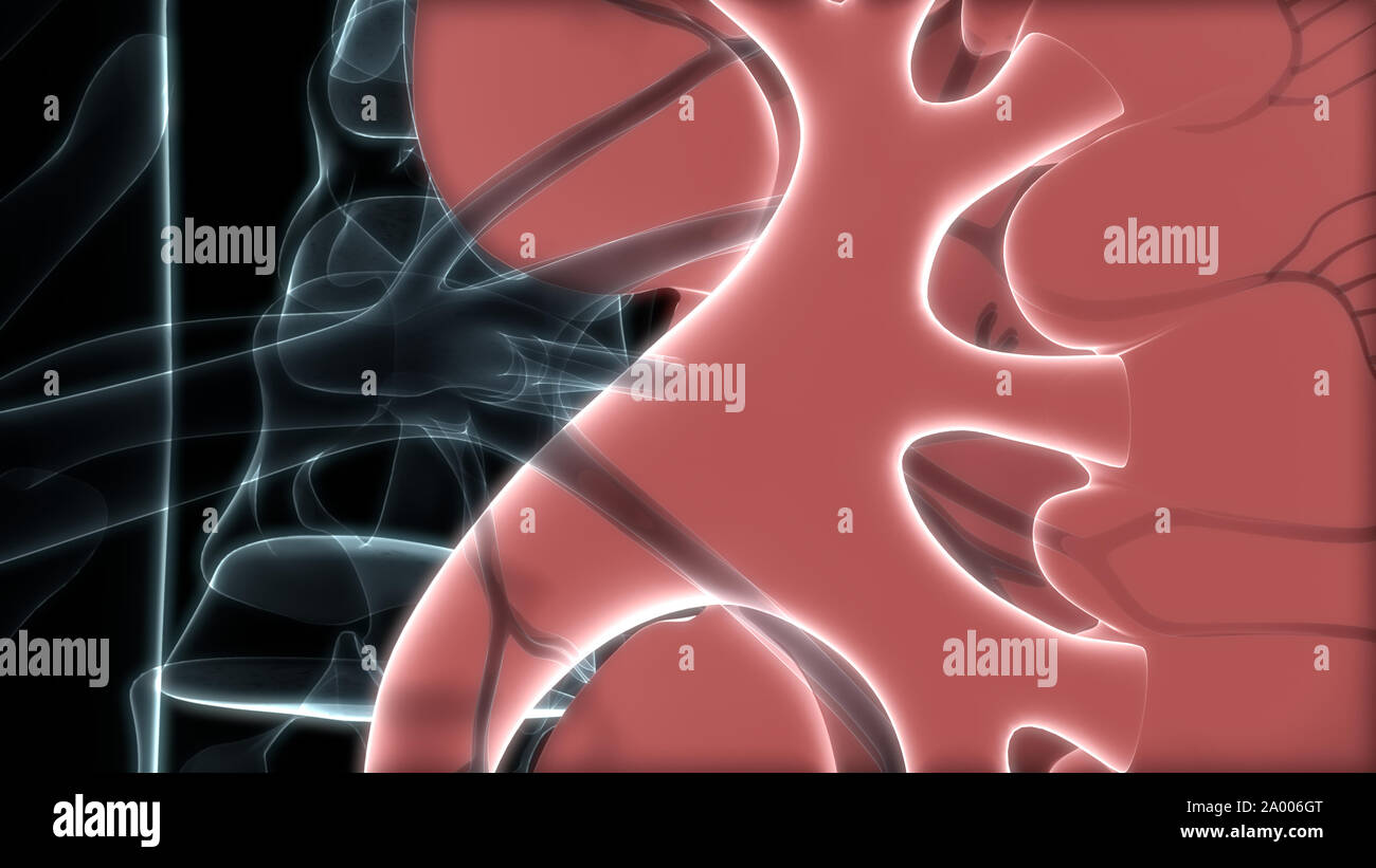 Bladder Cancer High Resolution Stock Photography and Images - Alamy