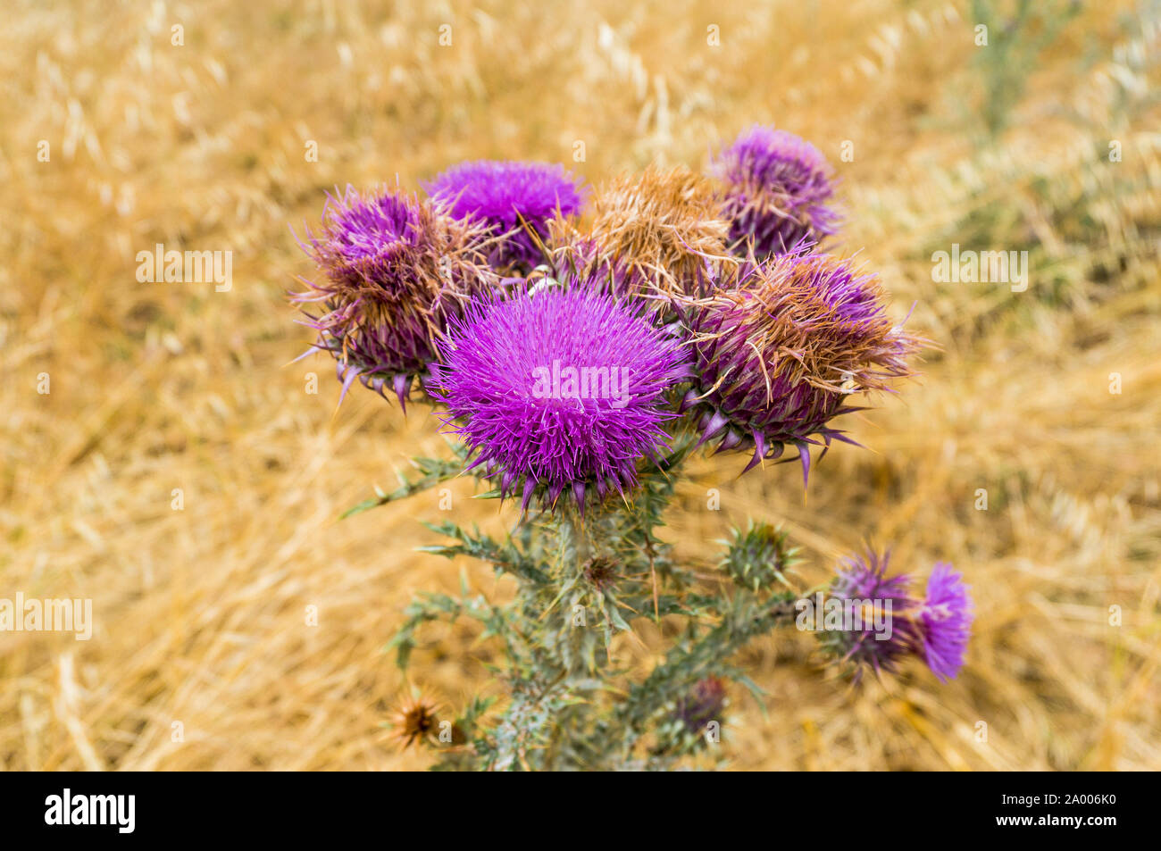 Blooming thistle or Silybum Marianum plant against blurry background. Close up of Milk thistle medical plant in a wild against blurry yellow field Stock Photo