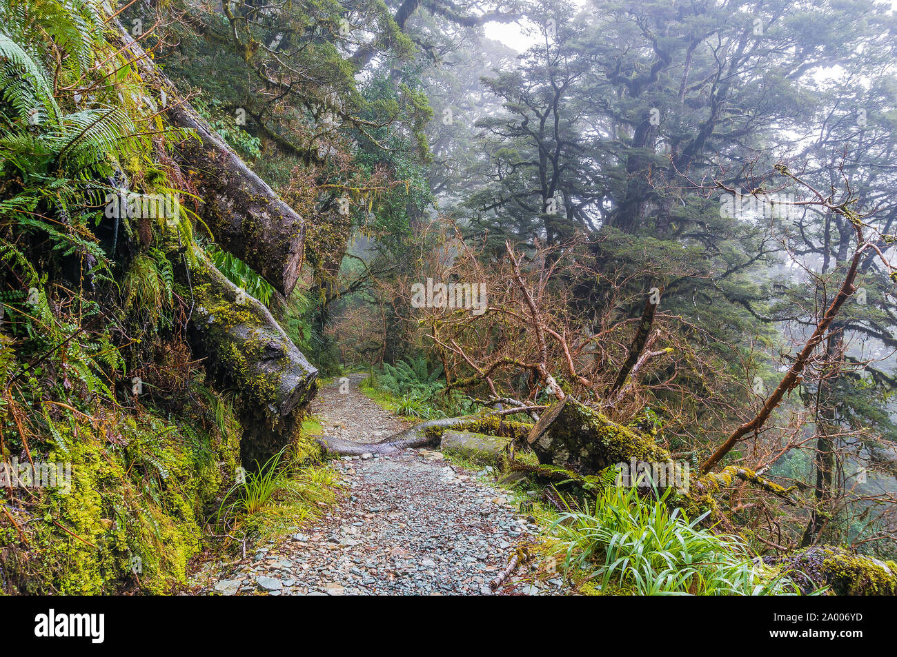 Beautiful rainforest path in New Zealand. Key Summit track, Milford Sounds. Misty rainforest, tropical rainforest, hiking in rainforest. Mysterious ra Stock Photo