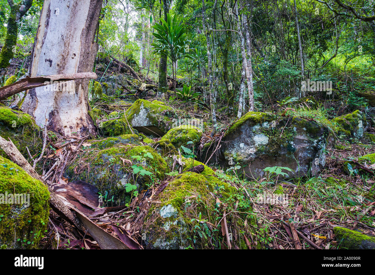 Ancient Gondwana rainforest. Nature, rainforest in Lamington National