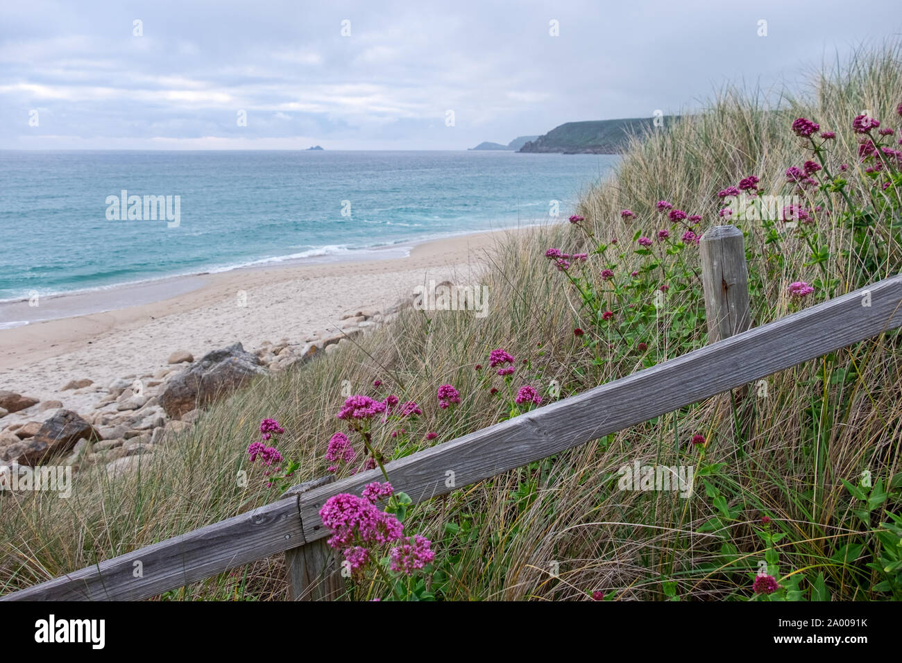 Purple flowers growing Stock Photo - Alamy