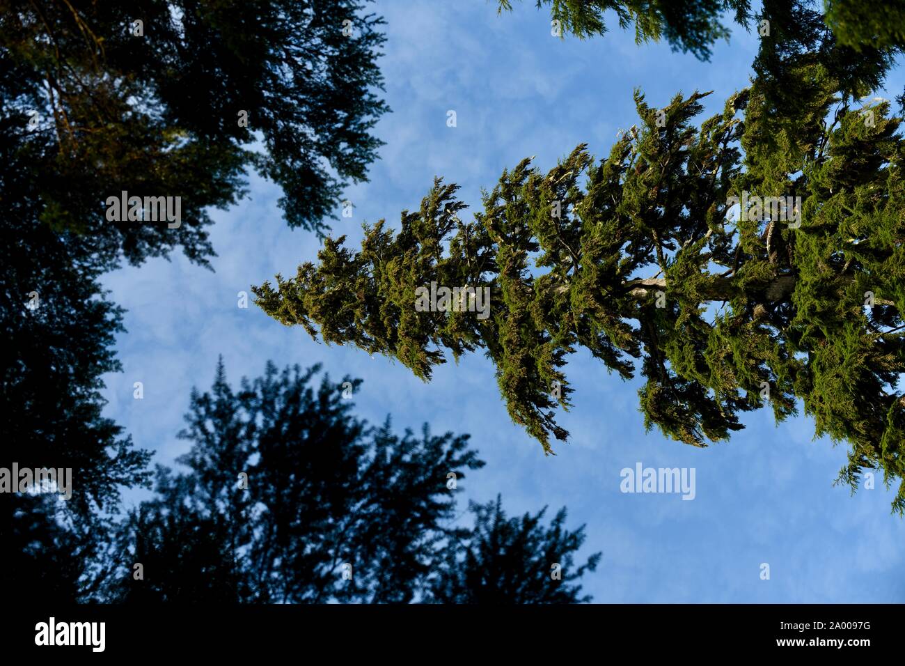 mighty mountain hemlock in the rainforest of British Columbia seen from the ground towards the sky, Stock Photo