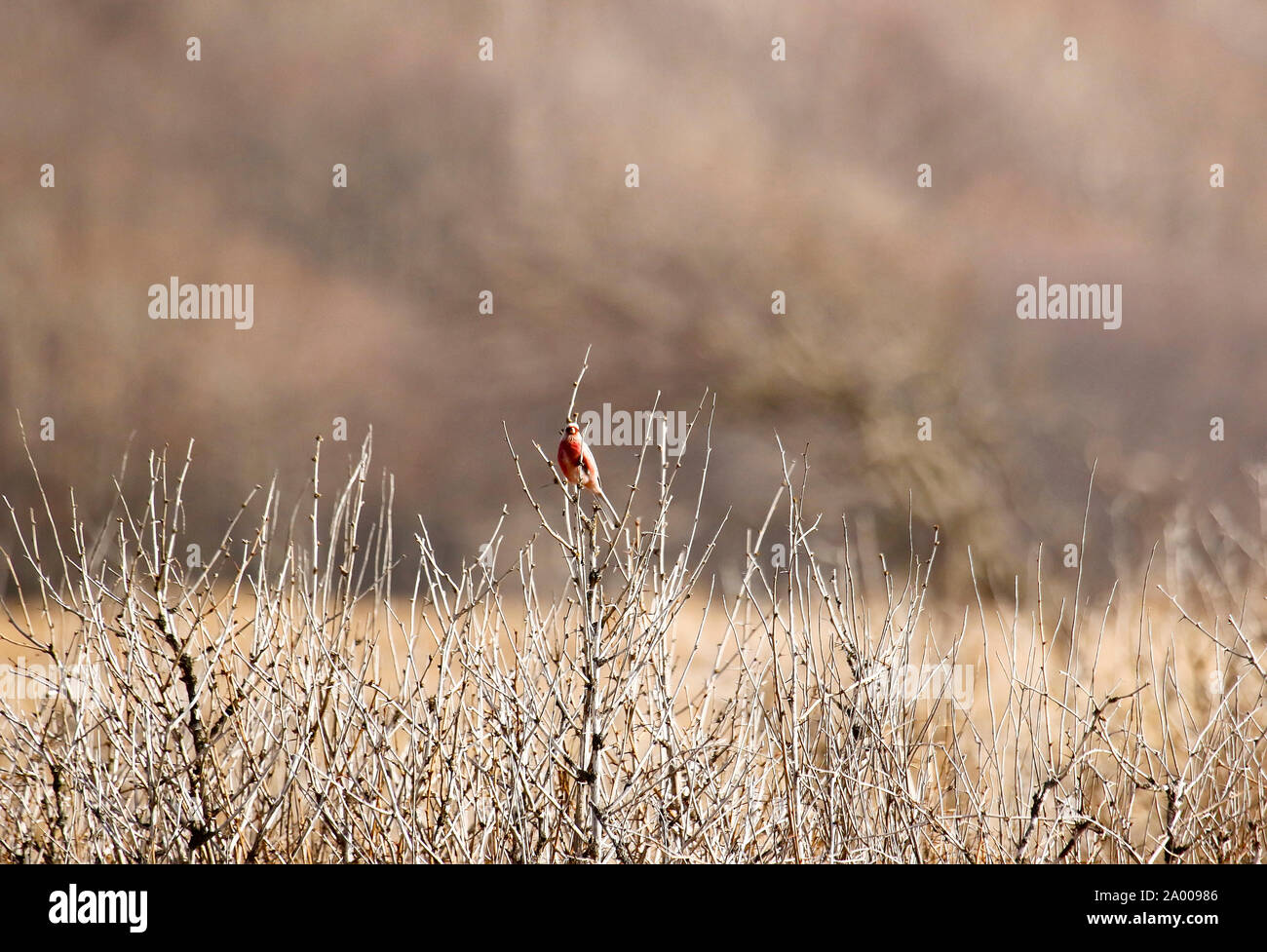 Long-tailed Rosefinch - Carpodacus sibiricus ussuriensis. Lazovsky Nature Reserve,  Sikhote-Alin mountain range. Primorsky Krai. Russia, Asia Stock Photo