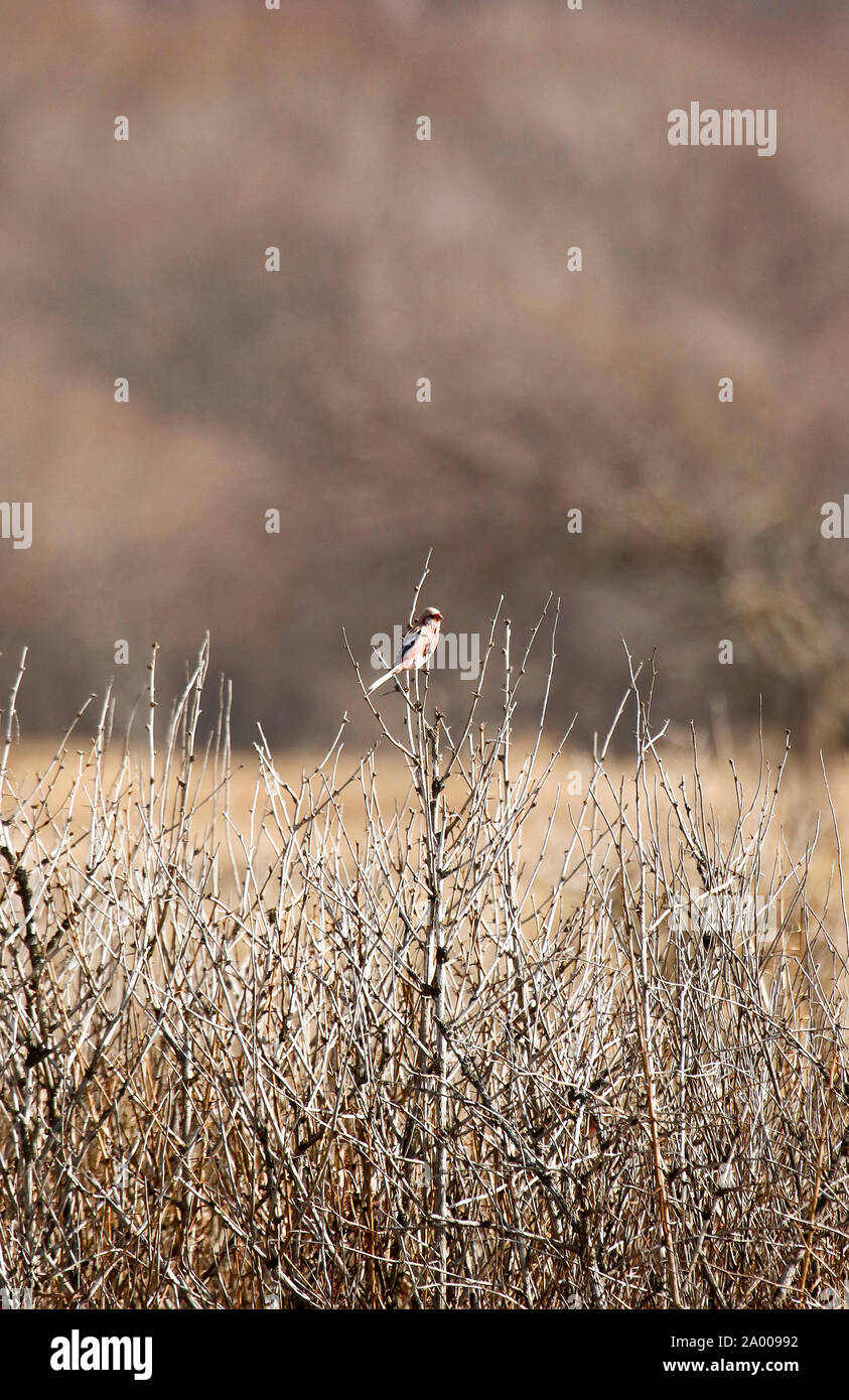 Long-tailed Rosefinch - Carpodacus sibiricus ussuriensis in Proselochny cordon. Lazovsky Nature Reserve,  Sikhote-Alin mountain range. Primorsky Krai. Stock Photo
