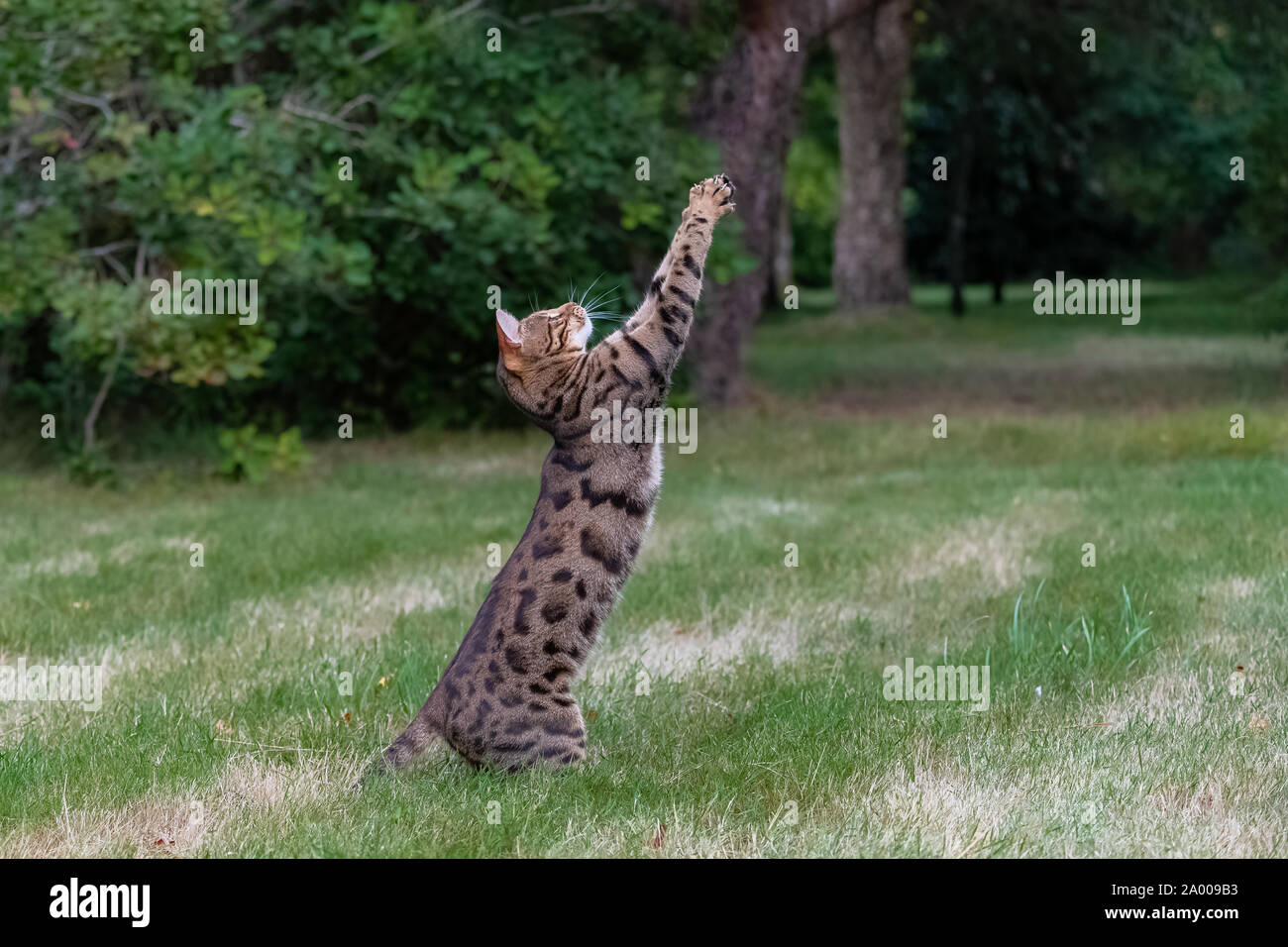 Bengal cat jumping in the garden, beautiful pet trying to catch