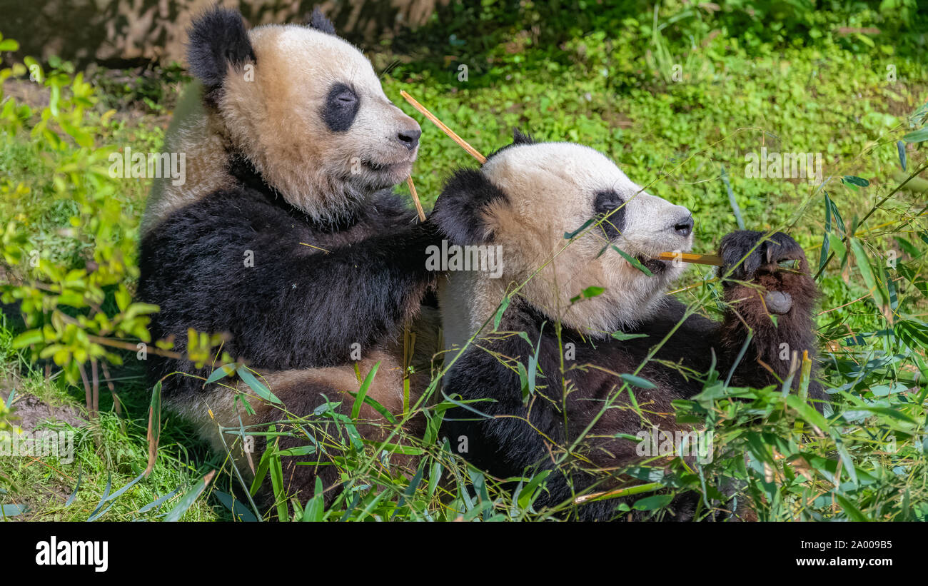 Giant panda, bear panda eating bamboo sitting in the grass Stock Photo ...