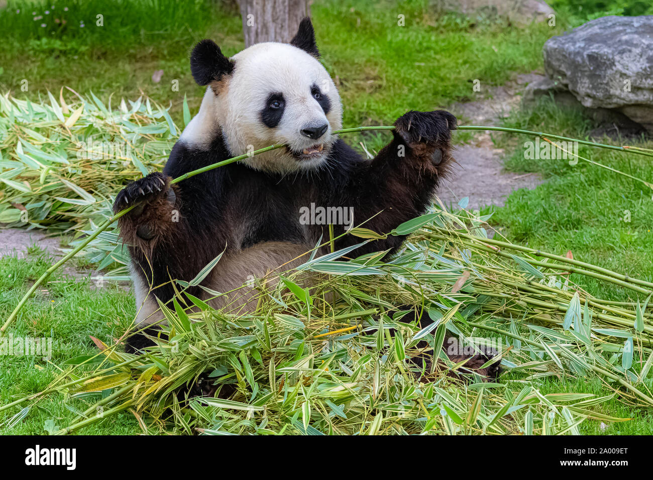 Giant panda, bear panda eating bamboo sitting in the grass Stock Photo ...