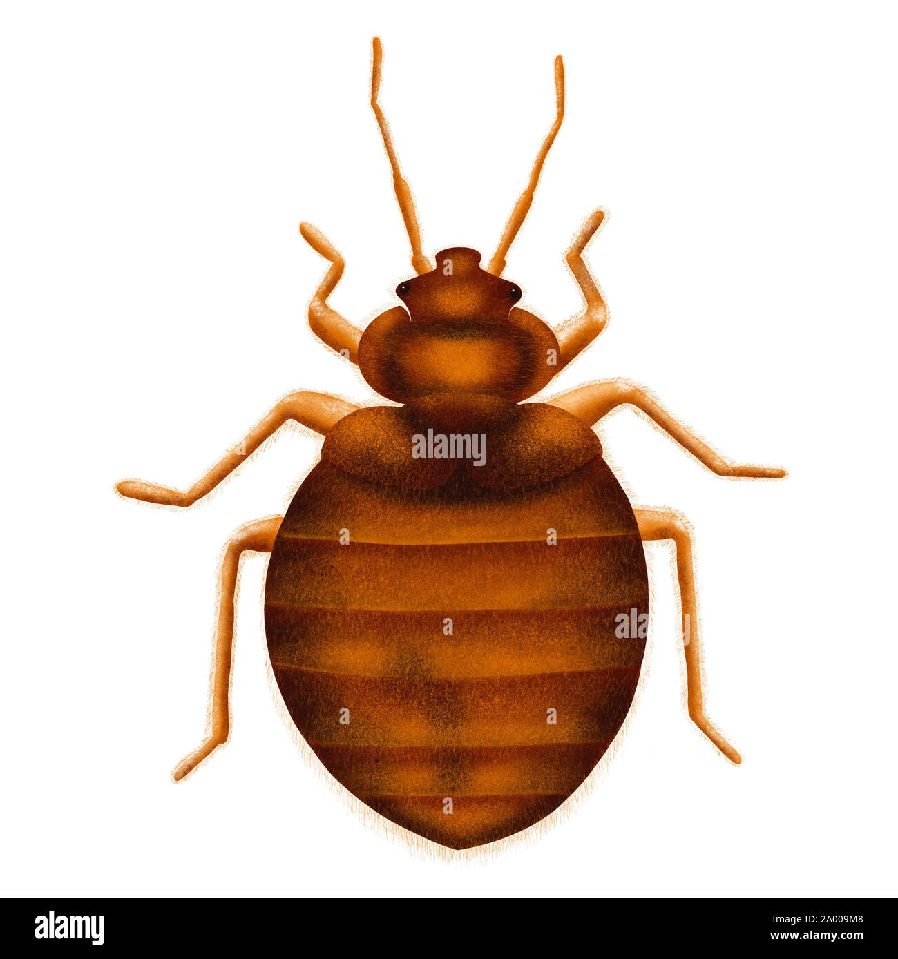 Common Bedbug Cimex lectularius. Bed bug, drawn illustration, isolated on white Stock Photo Alamy