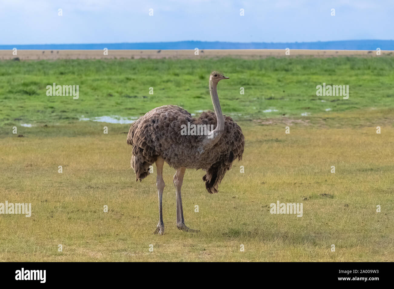 Common Ostrich in Africa, Ngorongoro crater, female eating in the savannah Stock Photo