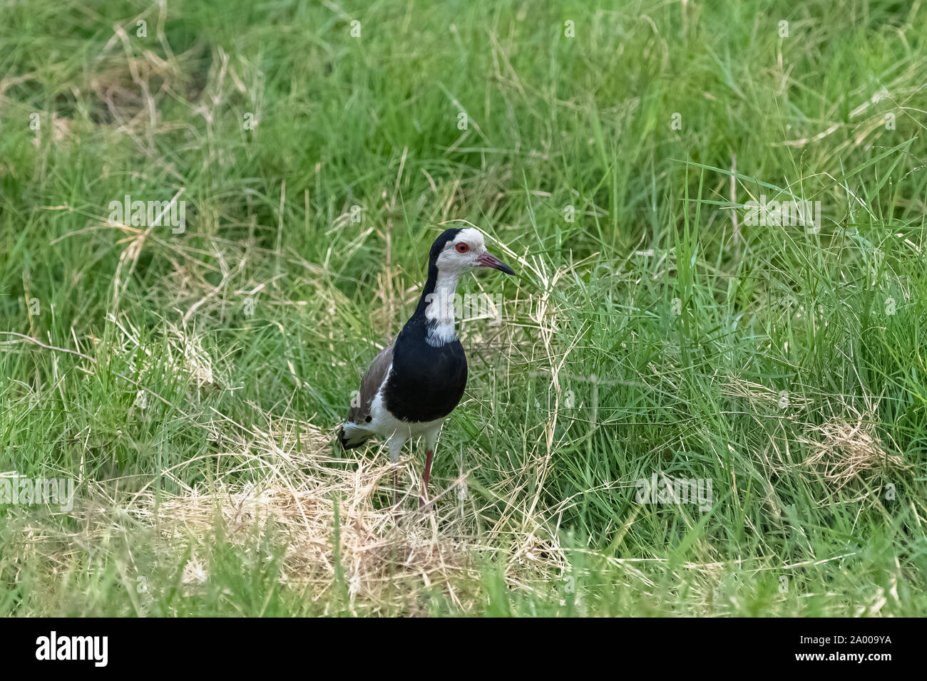 long-toed lapwing, Vanellus crassirostris, bird standing in the swamps in Kenya Stock Photo
