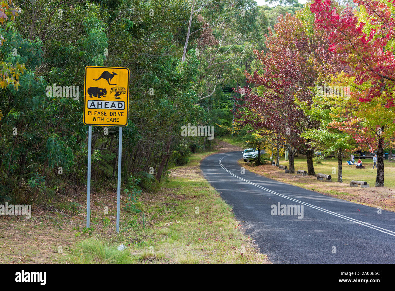 Australian outback road with Wildlife ahead road sign. Country road in rural Australia with Kangaroo, Wombats, Wildlife ahead on the road warning road Stock Photo -