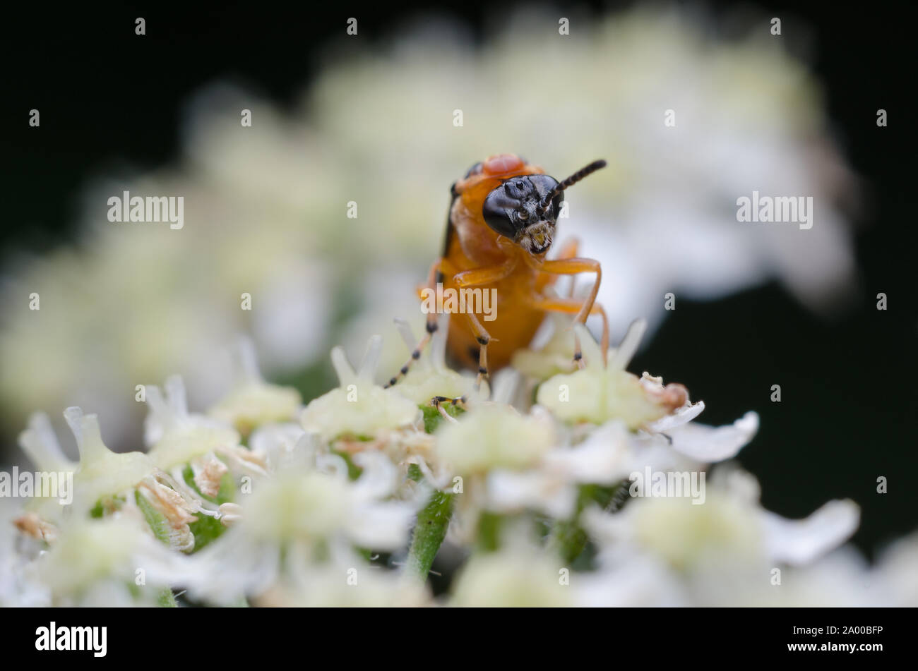 Athalia rosae, macro of a turnip sawfly on a flowering plant Stock Photo