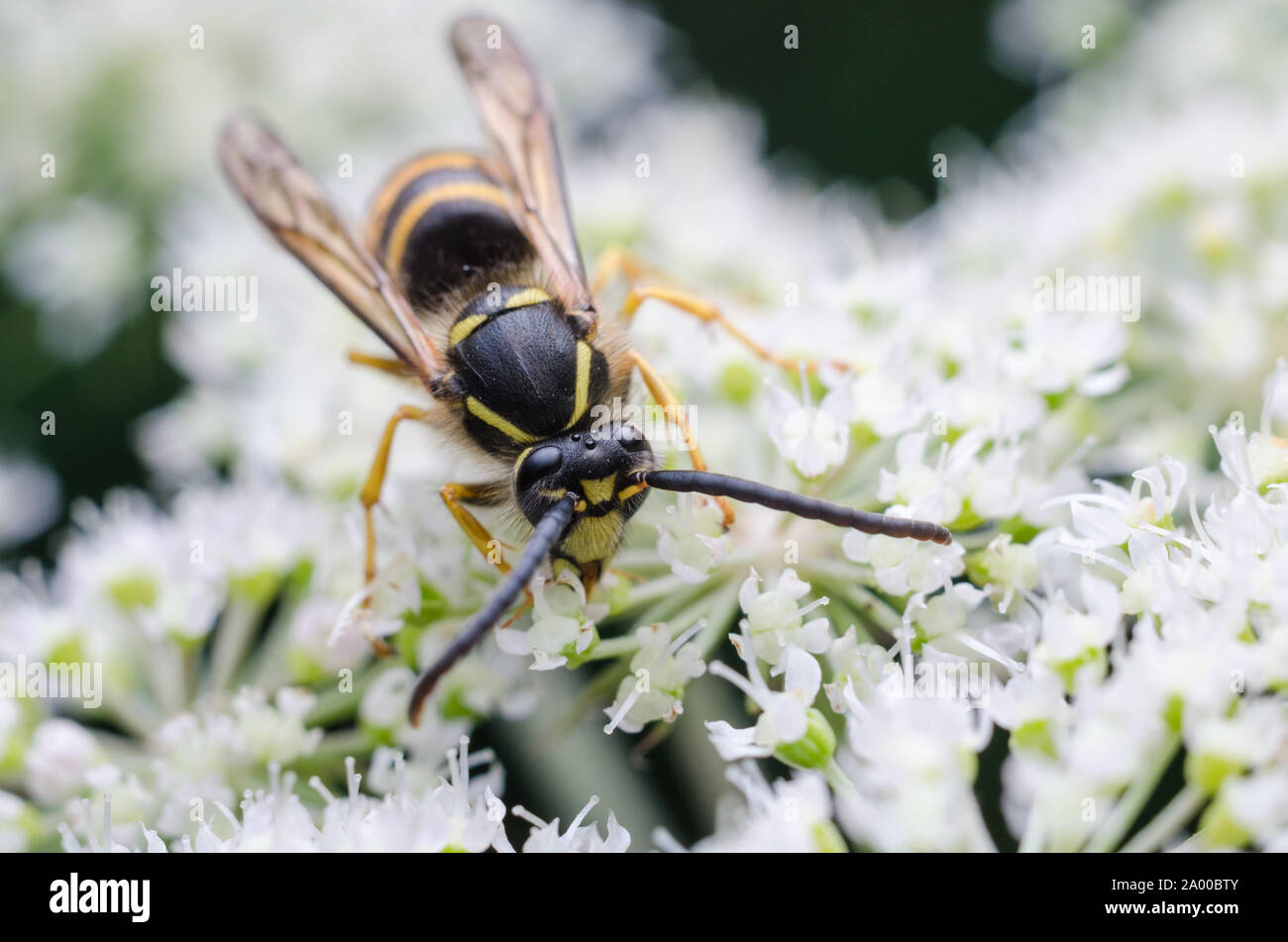 Close up of a yellow jacket wasp hires stock photography and images