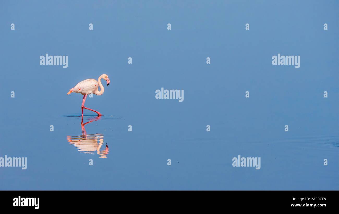 A peaceful scene as a graceful pink flamingo wades through calm water, with its reflection visible. Namibia. Stock Photo
