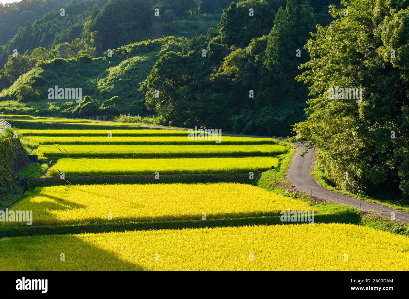 Agriculture landscape of Japanese countryside. Rice field plantation, farm on sunset Stock Photo