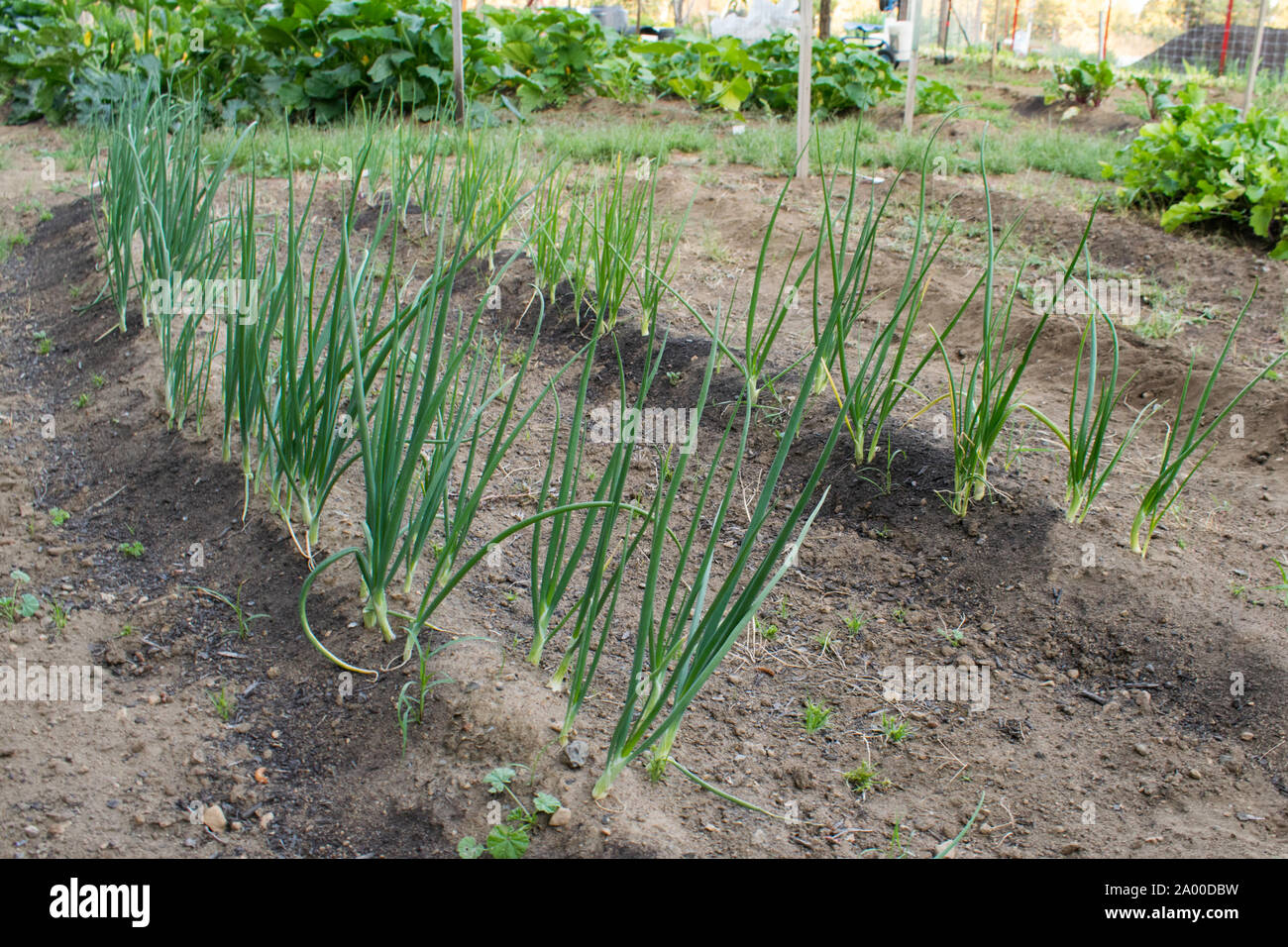 rows of scallions or bunching green onions growing in a vegetable garden Stock Photo