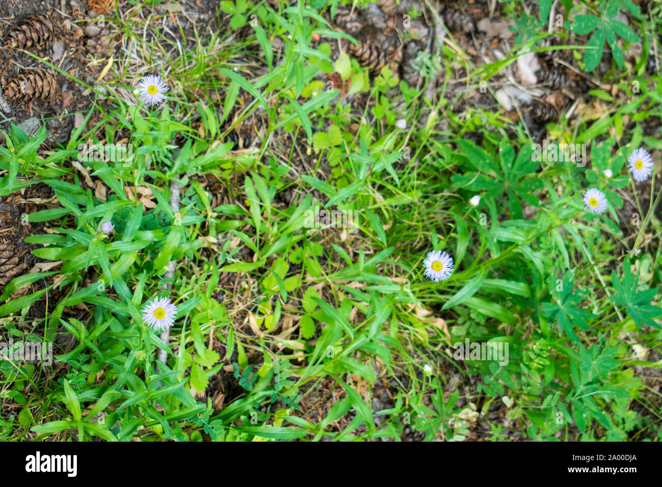 wildflower of central Oregon Erigeron annuus Annual Fleabane plants view from above Stock Photo