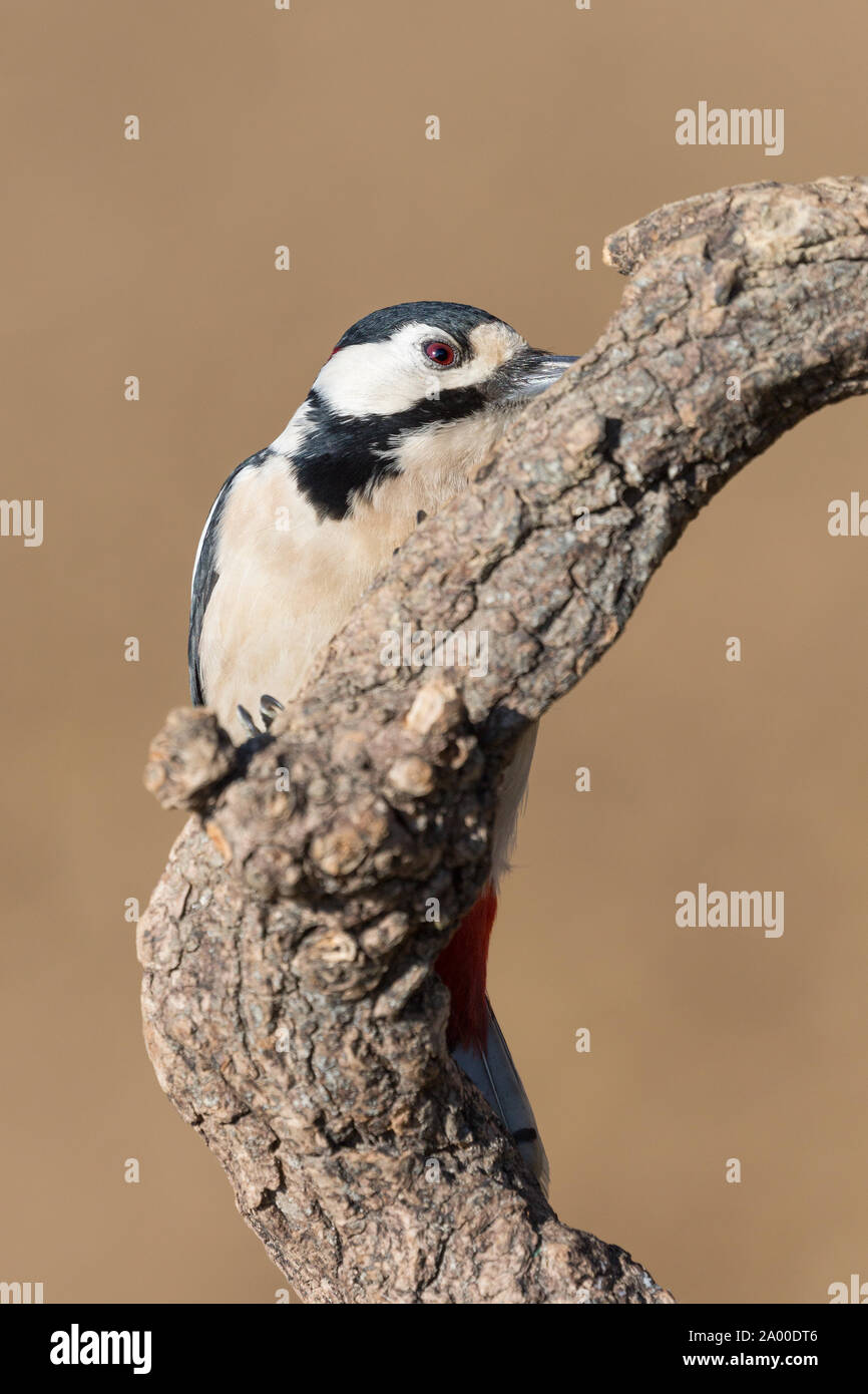 Portrait of Great spotted woodpecker (Dendrocopos major) Stock Photo